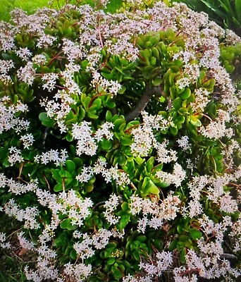 Succulent - Jade Plant/Crassula Ovata Lucky Money Tree - Red Edges • $7