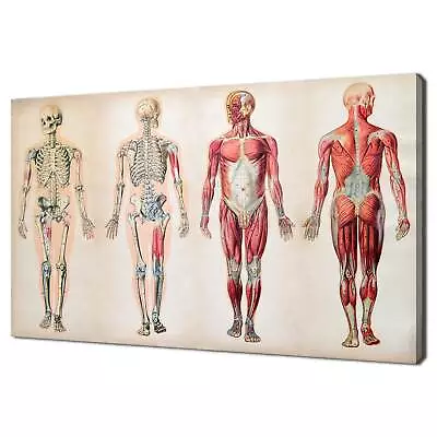 Old Vintage Anatomy Charts Of The Human Body Modern Design Home Decor Canvas • $83.42