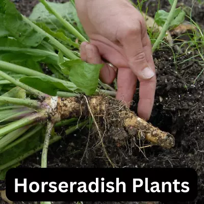 Horseradish Plants PACK X2 Roots Armoracia Plug 9cm Pot Herb Vegetable • £3.94