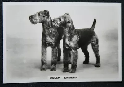 WELSH TERRIER   Vintage 1939 Dog Photo Card  BD26MS • $7.57