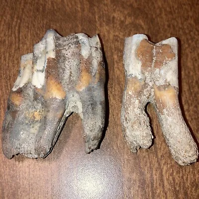 2 RARE Nice Woolly RHINO Tooth ROOTS Fossils ICE AGE TEETH FOSSIL PALEONTOLOGY Y • $99.95