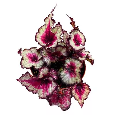 Harmony's Taste Of Poison Begonia Rex 6 Inch Pink Center Purple Band Spiral Lea • $43.74