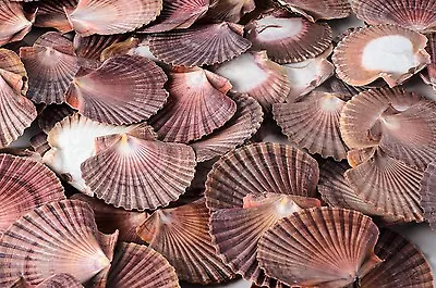 Mexican Flat Sea Shell Beach Craft Scallop 2  - 3  ( 100 PCS ) #JC-30 • $39.75