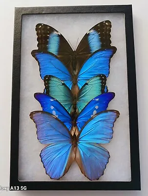 Lot Of 5 Beautiful Blue Morphos A- Butterflies Mounted Riker Framed From Peru  • $150