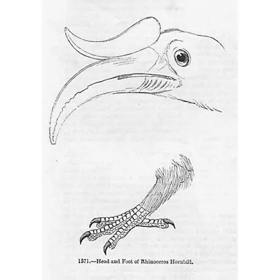 BIRDS Rhinoceros Hornbill The Head & Foot - Antique Print 1856 • £4.99