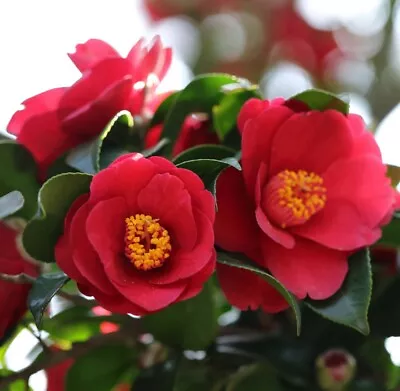 T&M Camellia Jap. Doctor King Garden Plant Hardy Shrub Flowering Plant 1x9cm Pot • £14.99