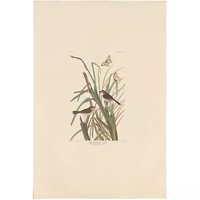 $100 • Buy Audubon Amsterdam Ed Dbl Elephant Folio Lithograph Pl 355 MacGillivray's Finch