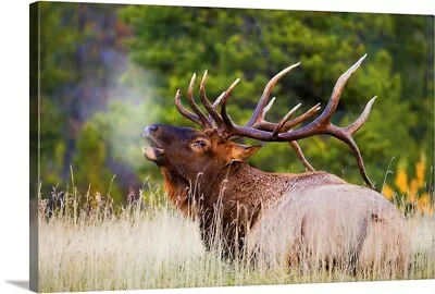 Bull Elk Canvas Wall Art Print Wildlife Home Decor • $379.99