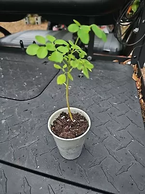 Moringa Rooted Live Plant  8   Tree Of Life Food Forest  • $16.99