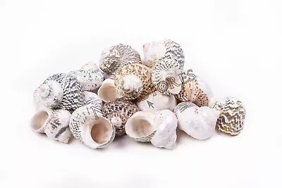 Mexican Turbo Sea Shell Beach Craft Hermit Crab 1 1/2  - 2 1/2  (24 PCS) #JC-034 • $15.49