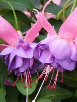 Fuchsia Hardy Bush 'John Grooms' Shrub Approx 30cm Tall Plant Pink & Lavender • £14.99