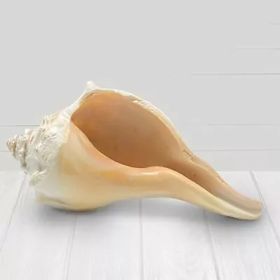 Atlantic Whelk Shell Large Seashells Sea Shells For Decorating Large Conch... • £36.65