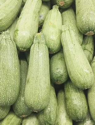 LEBANESE ZUCCHINI 6+ Seeds Grey EASY Vegetable Garden Zuchinni Fast Grow Mini • $2