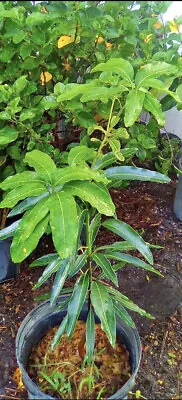 Mango Tree Dwarf In Pot Medium Size Organic • $22