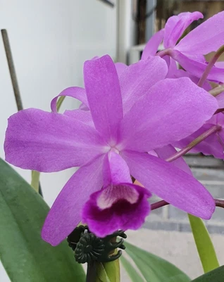 $15 • Buy Cattleya Orchid Species  C. Bowringiana.