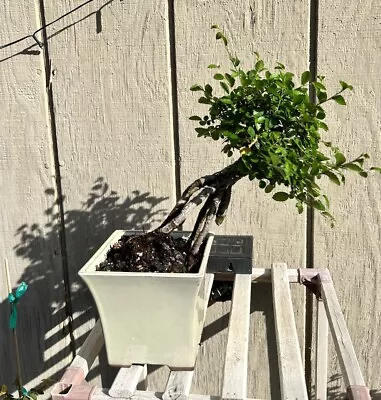 Chinese Elm Bonsai. 10-12 Years Old In Premium Wazakura Ceramic Pot. Ships Free • $125