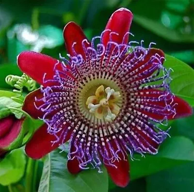 Passion Flower Giant Quadrangularis Giant Grenadilla Vine - Seeds - Passiflora • $3.49