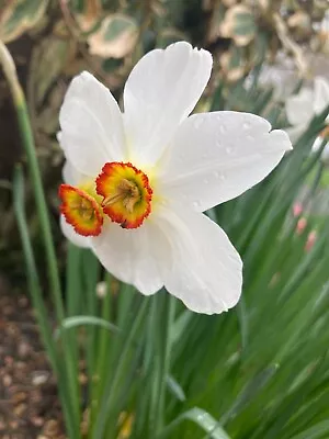 10 Daffodil 'Actaea' Bulbs (Narcissus) Free UK Postage • £14.50