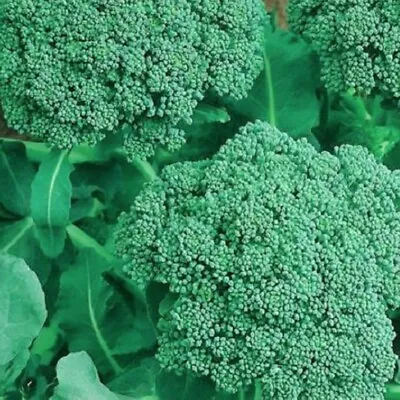 Broccoli Seeds  | NON-GMO | Heirloom | Fresh Garden Seeds • $1.60