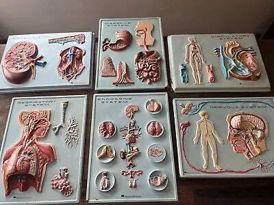 6 Human Anatomy Boards Sold Together  Vintage  18 X 24 Inches 3d  Plastic • $250