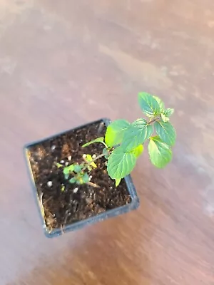 Candy Mint Starter Tiny Plant Live Plant Organically Grown Heirloom  • $3.89