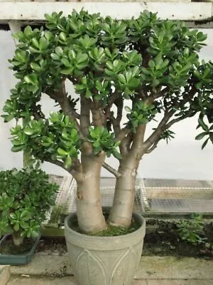 Crassula Ovata| Jade Tree | Plug Plant • £6.99