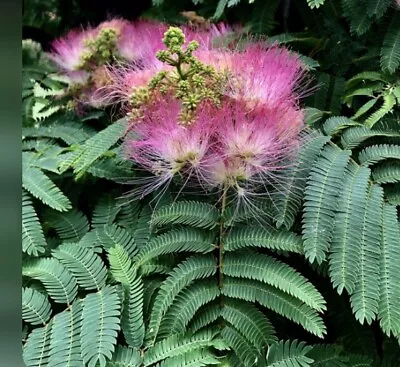 Mimosa / Persian Silk Tree Live Plant  APPROX 2FT TALL Flowering Fragrant • $74.99