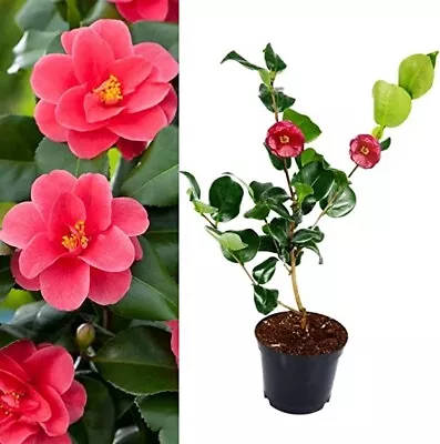 Camellia Mary Williams Plant - 20-35cm In Height - Evergreen Shrub - 9cm Pot • £9.90