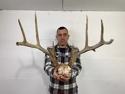 Wide 149” Whitetail Deer Rack Skull Antlers Taxidermy Mount Cabin Decor Craft • $16.50