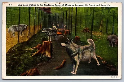 Postcard Mt. Jewett And Kane PA Only Lobo Wolves In The World 1952 • $6.95