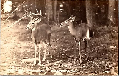 RPPC Deer In The North Woods Manitowish WI Vintage Postcard J52 • $7.49