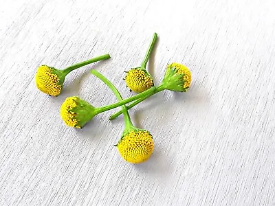 Acmella Oleracea (Buzz Buttons) 60 Individual Fresh  Flowers Lemon Drop Variety • £24.10