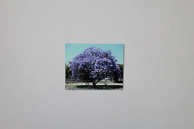 10 Seeds Jacaranda Mimosifolia Palisanderbaum Purple Blossom #40 • £1.31