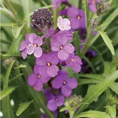 Wallflower 'Little Kiss Lilac' / Erysimum Linifolium/ Chieranthus / 100 Seeds • £1.69