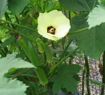 Okra Clemson Spineless Seeds Heirloom Lady's Finger Clemson Spineless Okra Seeds • $2
