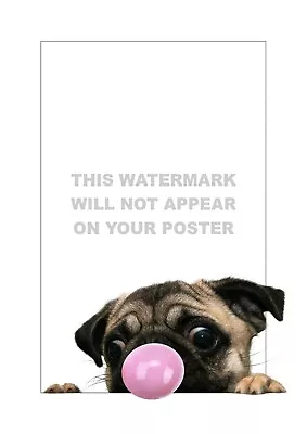 £4.50 • Buy  Bubble Gum Peeping Pug . Pug Blowing Bubbles Poster. Professionally Printed. 