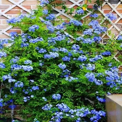 20 SEEDS For Blue JASMINE Rare Flower Exotic Climber Vine Bush Plant USA Seller • $7.75