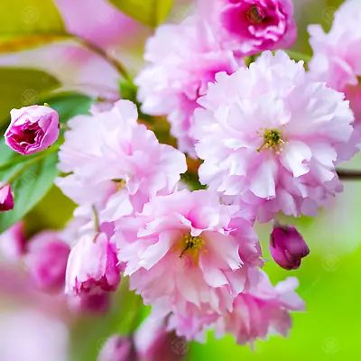 Prunus 'Kanzan' | Japanese Flowering Cherry | Ornamental Garden Tree | 5-6ft • £79.99