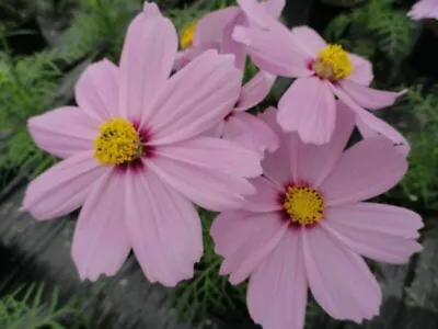 Cosmos Bipinnatus Casanova Pink - 25 Seeds • £2.89