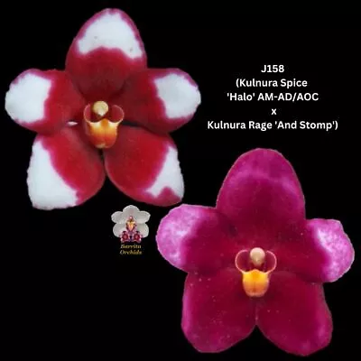 Sarcochilus Orchid Seedling. J158 (Kulnura Spice 'Halo' AM-AD/AOC X Kulnura Rage • $13.50