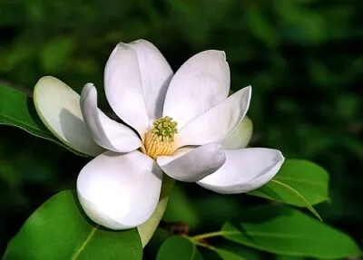 20 Sweetbay Magnolia Tree Seeds Magnolia Virginiana Northern • $3.99