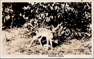 DEER Fawn SCOTTVILLE Michgan Real Photo Postcard • $4