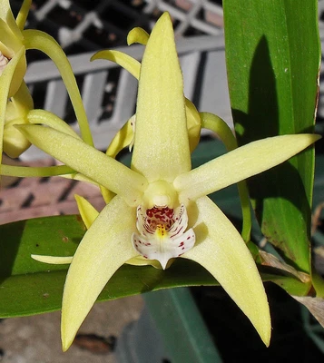 $12 • Buy Orchid -Dendrobium Hilda Poxon 'Sundowner' X Falcorostrum 'Pinnacle'