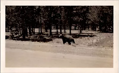 Black Bear Roaming Yellowstone National Park Snapshot 1940s Vintage Photograph • $22.49
