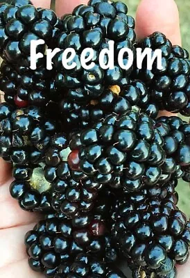 2 PRIME ARK FREEDOM Live Thornless Blackberry Plants. COLD HARDY • $17