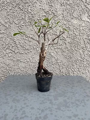 Chinese Elm Pre Bonsai Tree • $99.99