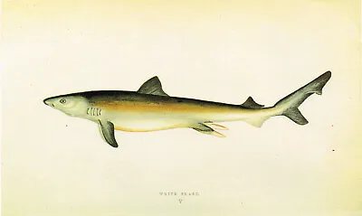 Great White Shark Vintage Fish Print Benjamin Fawcett Old Picture 1990 CNHPF#83A • $4.34