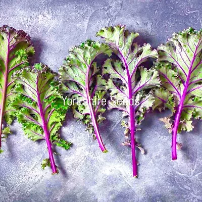 Red Russian Kale Frost Hardy - 150x Seeds - Vegetable • £1.99