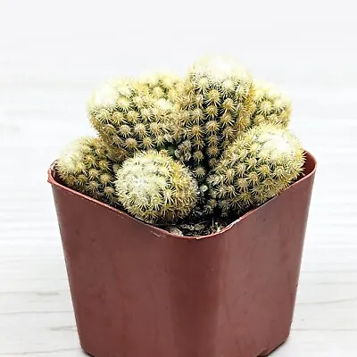 Cactus House Plant - Mammillaria Elongata Golden Cactus - In 2  Pot • $4.99