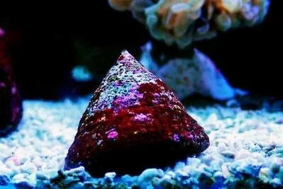 1 Trochus SNAILS LIVE MARINE CLEAN UP CREW REEF TANK CUC Invert • £2